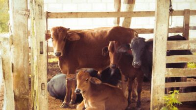 Lorem ipsum gibi yapay metinler