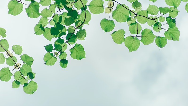 Yaprağı da kendisi kadar faydalı Bir bitkinin yaprağı, kendisi