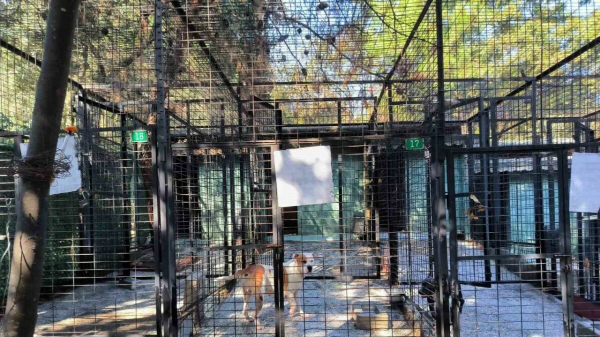 Ata saldıran köpek yakalandı