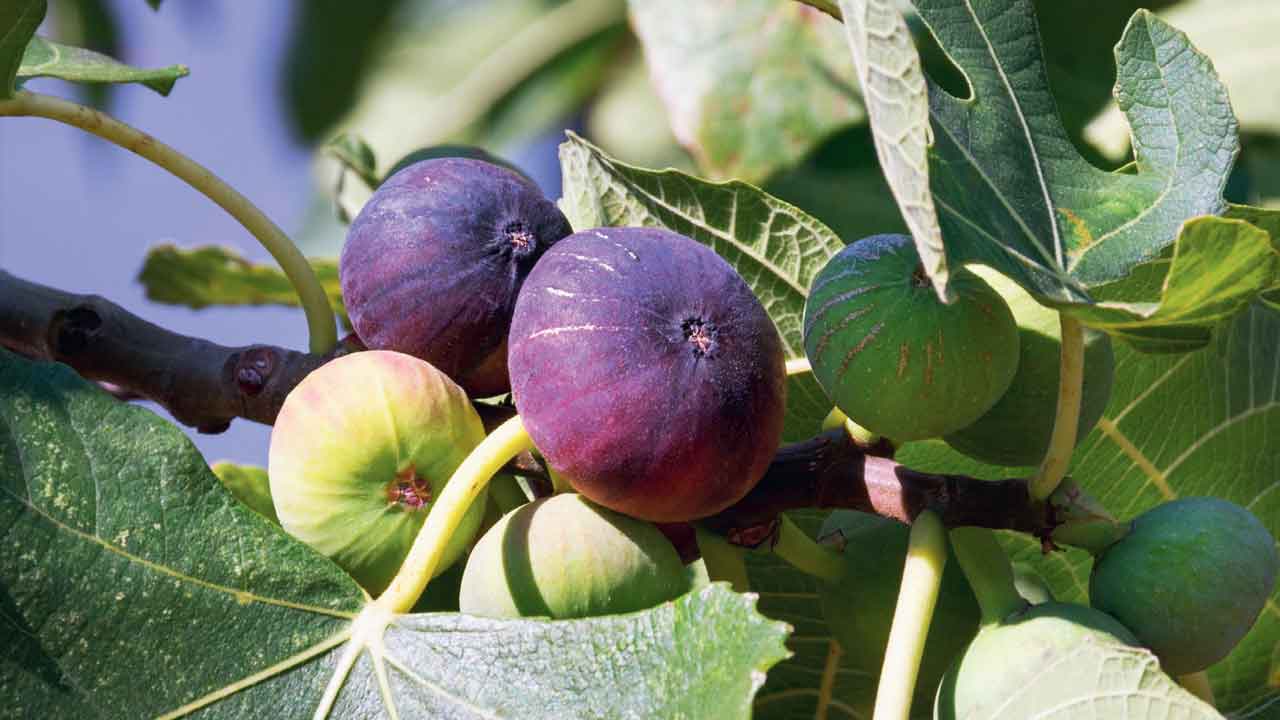 Tarım ve Orman Bakanı