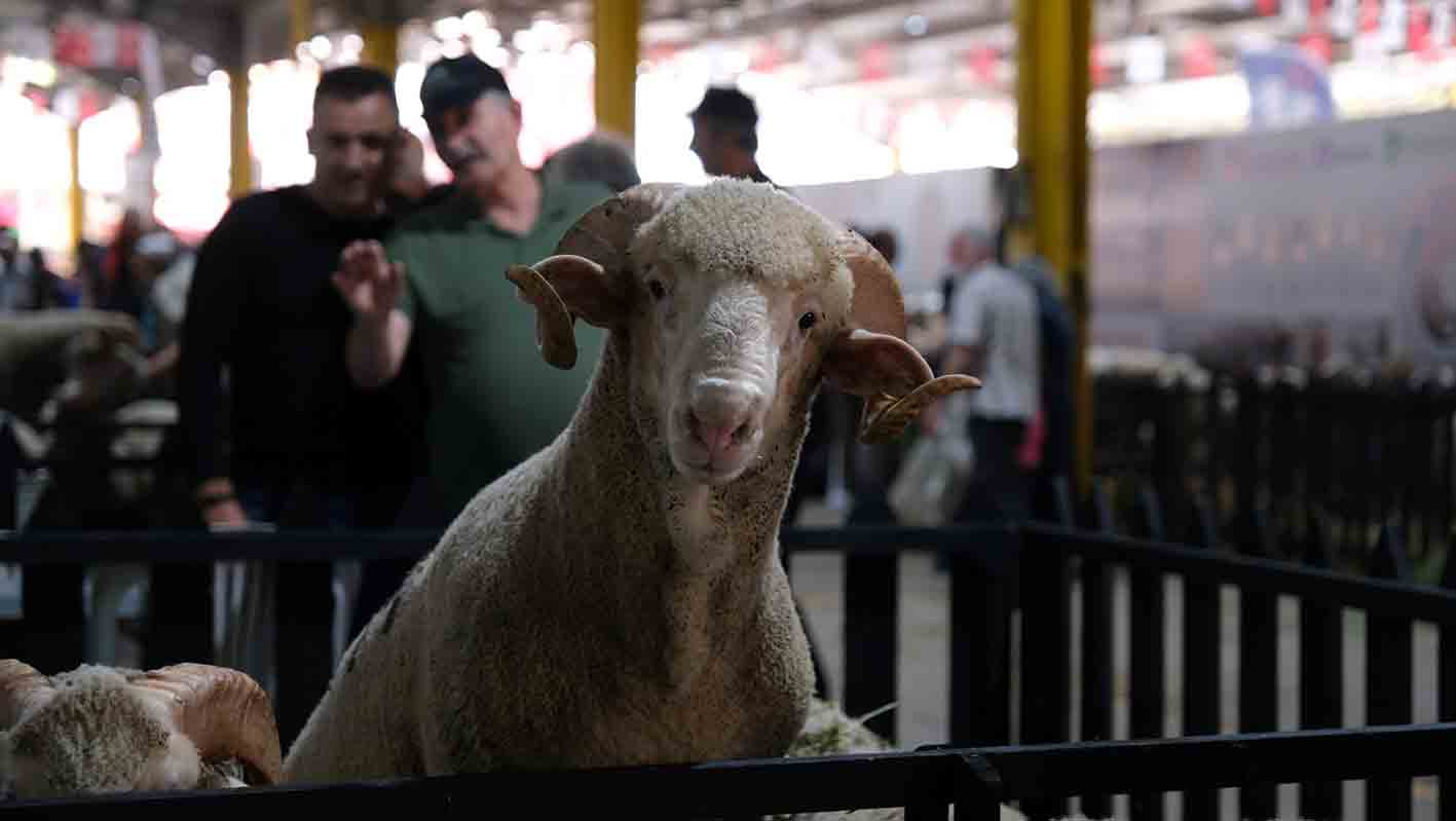 D S C F5080 ( Custom)