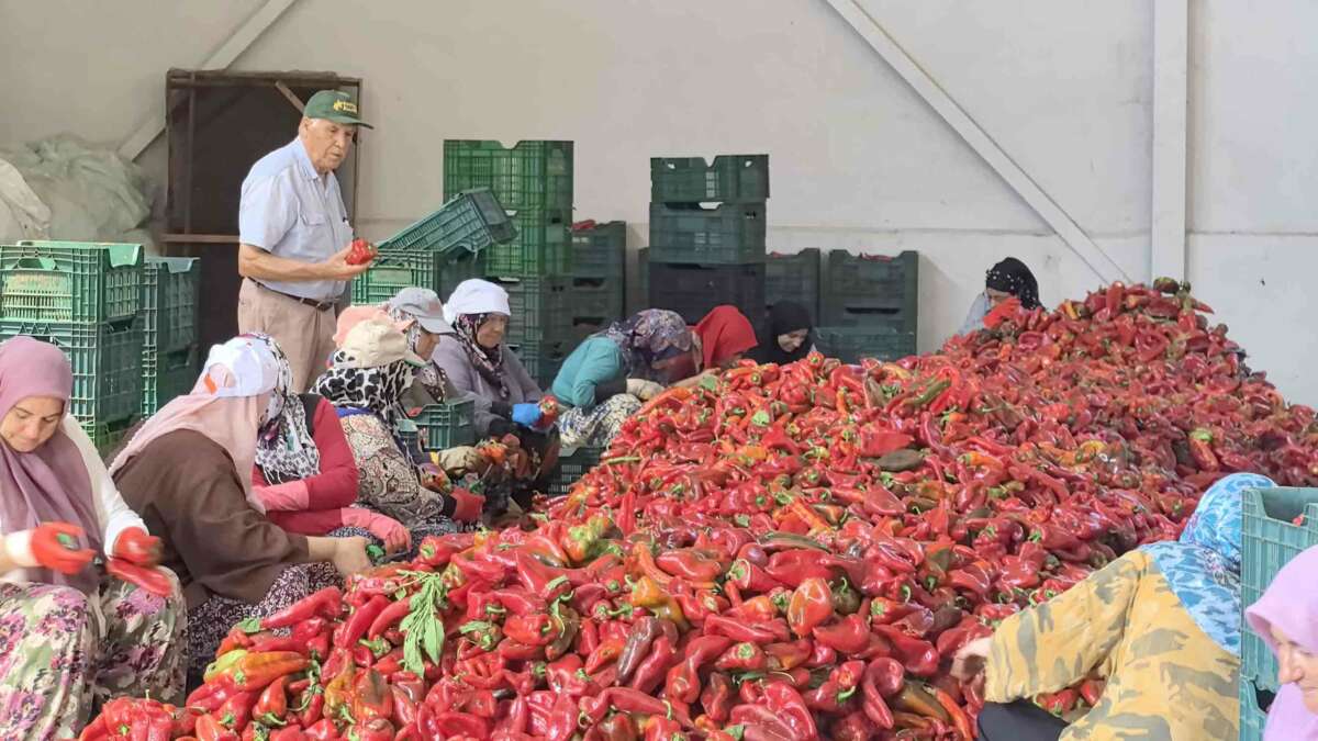 İnegöl'ün Kulaca Tarımsal Kalkınma Kooperatifi