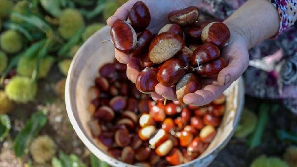 Eskiden elleri ısıtan kestaneler,