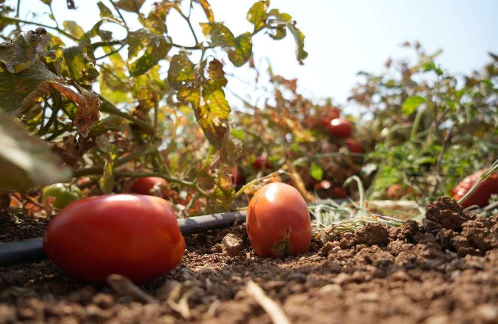 Karacabey Belediye Başkanı Fatih