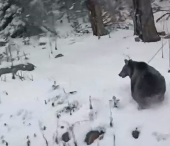 Kış uykusuna yatamayan yavru