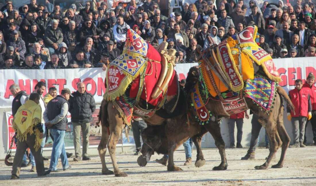 Bayramiç’te deve güreşine büyük ilgi Çanakkale'nin Bayramiç ilçesinde düzenlenen