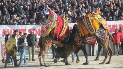Bayramiç’te deve güreşine büyük ilgi