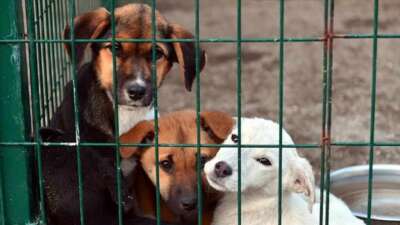 Tarım ve Orman Bakanlığınca Hayvanların