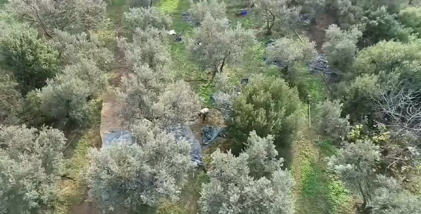 Bursa polis ekipleri, zeytinliklerdeki hırsızlık