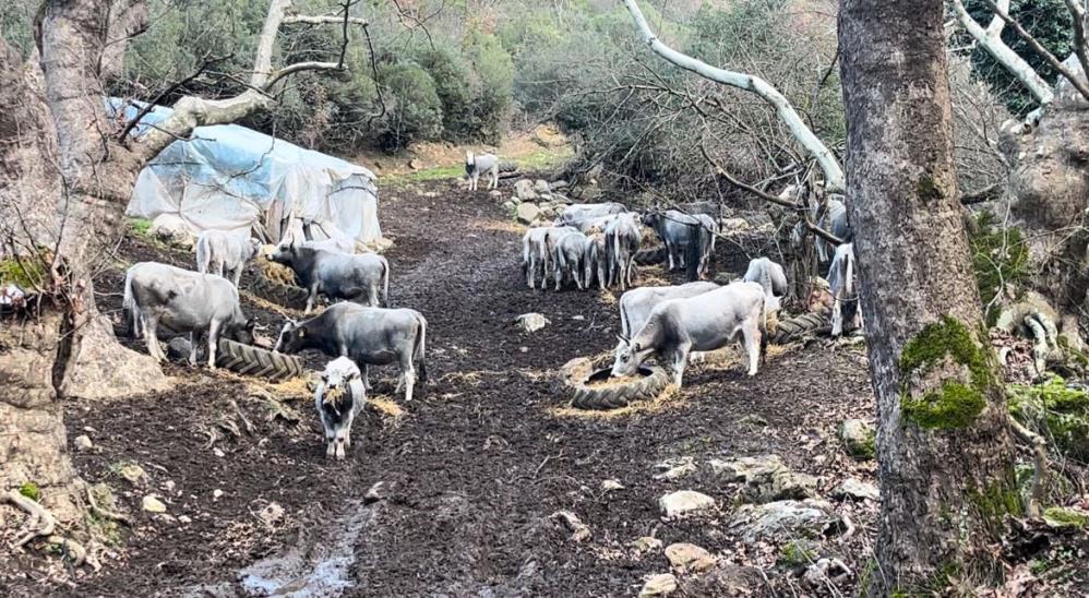 Bursa’da bir garip olay; Dağ bayır iz sürüyorlar