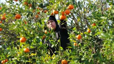 Mandalina, yüzde 327 artışla geçen