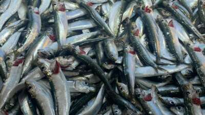 Kalp hastalıklarından ülsere, alzheimerdan bronşite kadar herşeye iyi geliyor…