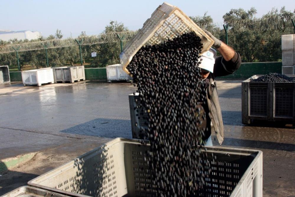 Marmarabirlik, ekim 2024'de başlattığı zeytin