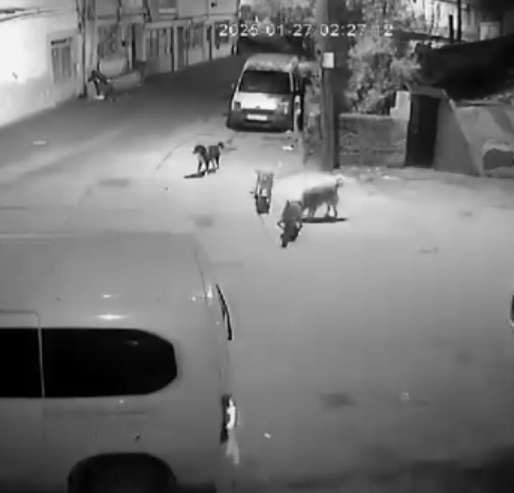 Bursa'da gece saatlerinde sahipsiz köpeklerin
