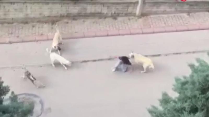 Yeter artık bu kaçıncı olay; Başıboş köpekler 13 yaşındaki çocuğa saldırdı