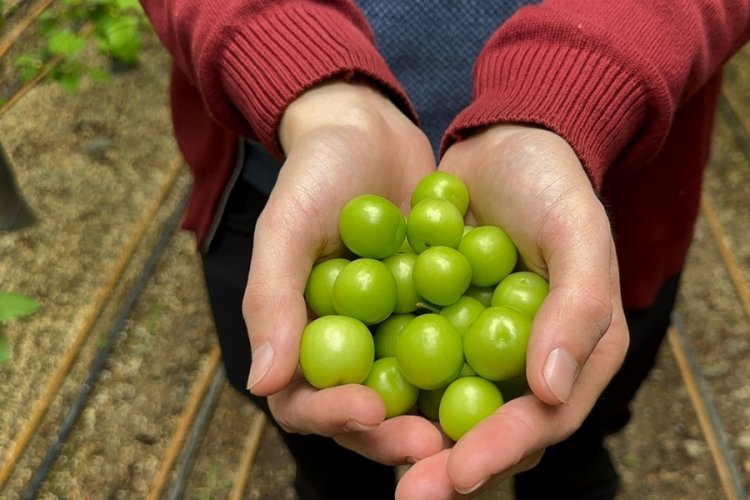 Türkiye'nin en erken erik