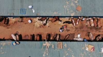 Hayvansal üretim istatistikleri verilerinden derlenen