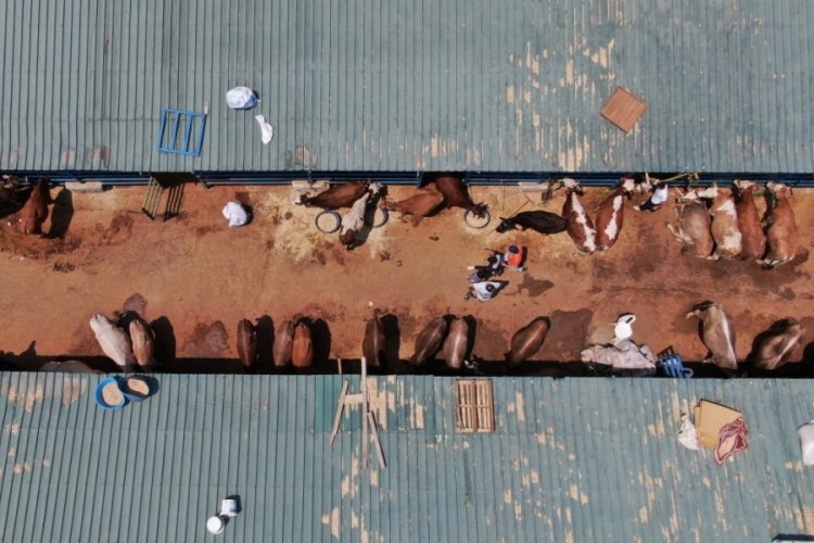 Hayvansal üretim istatistikleri verilerinden