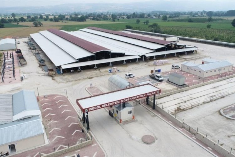 Bursa’da o ilçede hayvan pazarı yeniden açılıyor! İl genelinde görülen şap