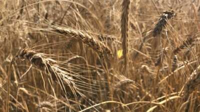 Tahılda alarm…