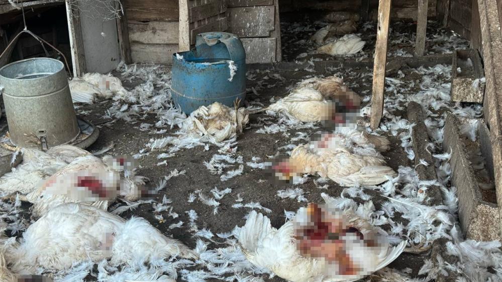 Bursa'da sahipsiz köpekler girdikleri ağıl