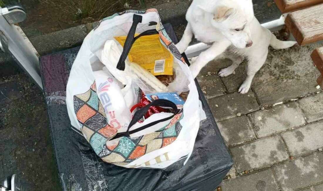 Bursa’nın Gemlik ilçesinde bir