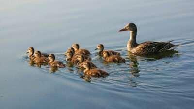 Bursa’da Av sezonu kapandı