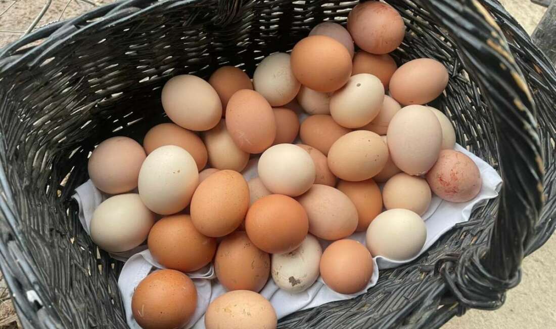 Hem yumurta üretimindeki düşüş