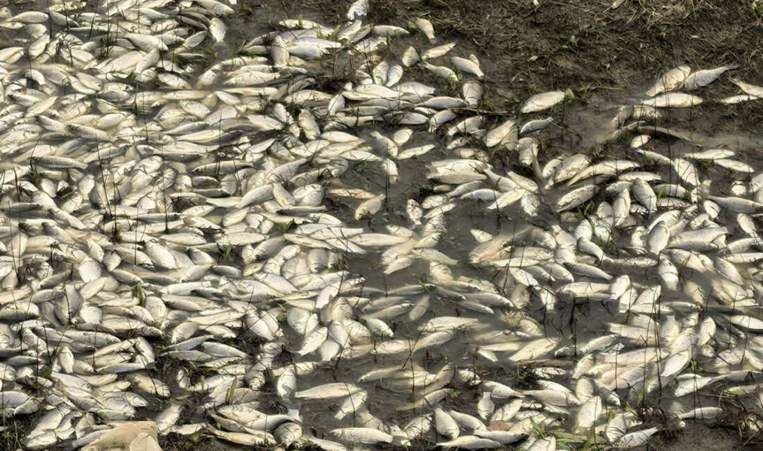 Bursa'nın Yenişehir ilçesinde tarım