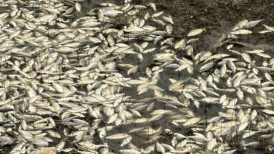 Bursa’da çevre felaketi…