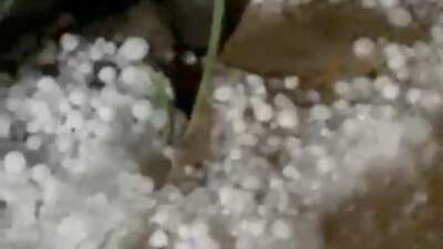 Bursa’da dolu yağışı fidelere zarar verdi