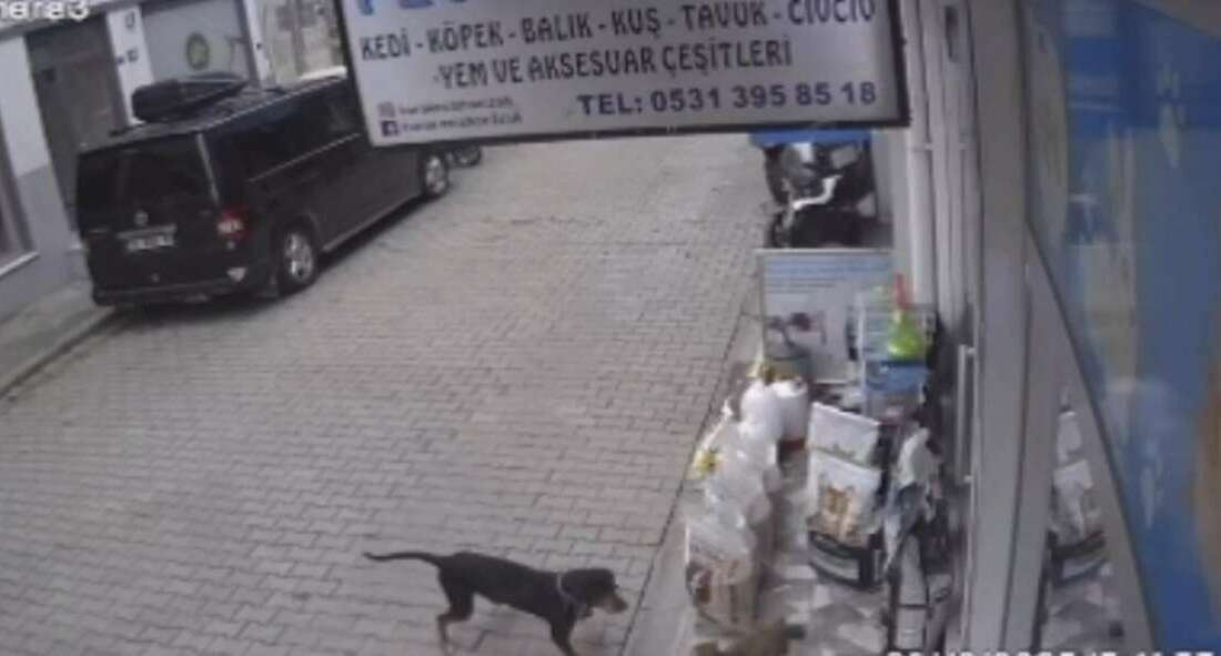 Bursa'da bir köpeğin kediyi