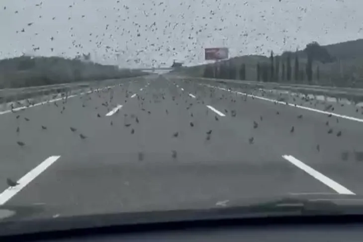 Yüzlerce sığırcık soğuk hava sebebiyle