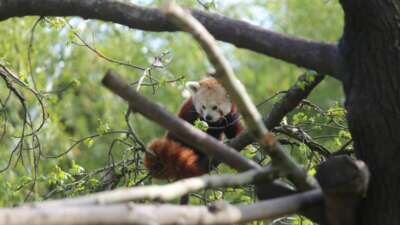 Kızıl pandalar yan gelip yatıyor