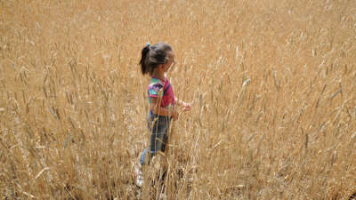 Dünyada artan talep hububat üretimini 62 milyon ton yükseltecek