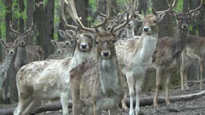 Kızıl geyikler boynuzlarını değiştiriyor
