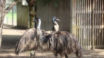  Bahar geliyor emular yazlık tüylere geçiyor