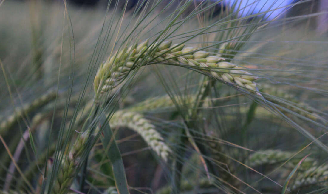Türkiye’de hububatı, don, kuraklık ve fare tehdit ediyor Ülkenin birçok yerinde şubatta