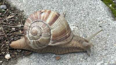 Yumuşayan topraktan çıkmaya başladı; kilosu 35 liradan satılıyor.