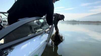 Sapanca Gölü’nde ‘hayalet ağ’ katliamı: Binlerce balık telef oldu
