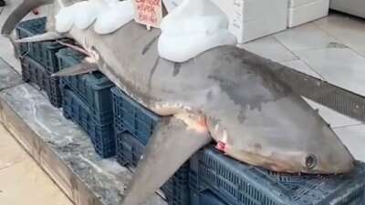 Köpek balığı yakalandı, kanser hastalarına umut oldu