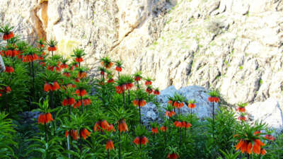 Kahramanmaraş’ta ters lale güzelliği büyülüyor