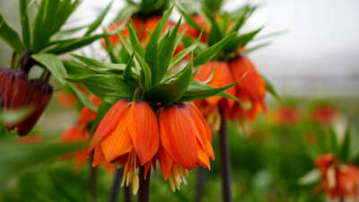 Bu çiçeği koparmanın cezası 577 bin lira