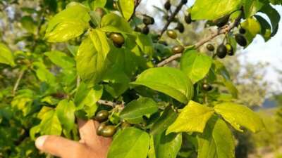  İznik Ovası’nı don vurdu