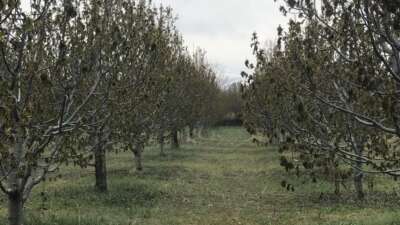 Bursa’da zirai donun faturası ağır olacak