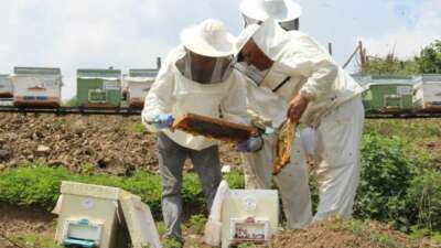 Zirai don ağzımızın tadını kaçıracak; bal üretimi düşecek