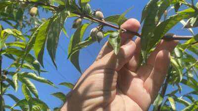 Zirai don Bursa Ovası’nda armut ve şeftaliyi teğet geçti