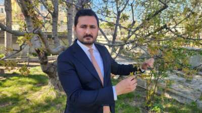 “Kraliyet kirazı” bu yıl çok az olacak