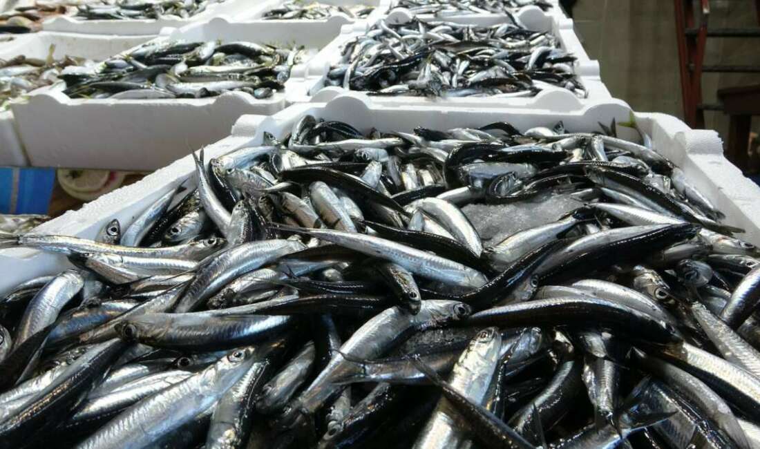 Türkiye'den balık avı sezonunda