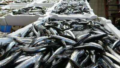 20 ülkeye yapılan hamsi ihracatından 9 milyon doların üzerinde döviz geliri elde edildi